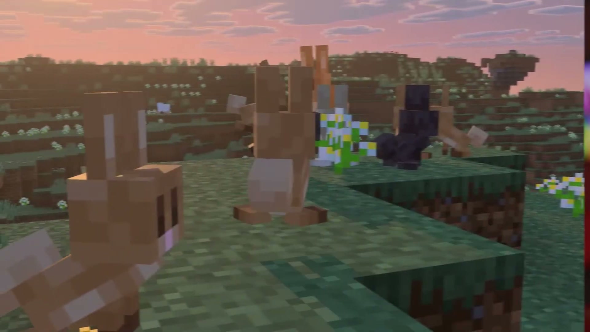 Nowe baby króliki na łące o zachodzie słońca